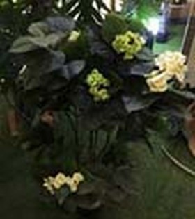 Искусственные растения Гортензия кремовая MK-7410-HW Темно-зеленый в Иланском - ilanskij.katalogmebeli.com | фото 2
