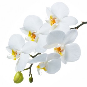 Стол обеденный Танго белый/Орхидея в Иланском - ilanskij.katalogmebeli.com | фото 3